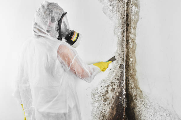 Best Commercial Mold Removal  in Wilson, AR