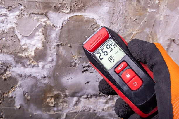 Best Office Mold Removal Services  in Wilson, AR