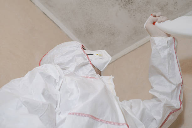 Best Black Mold Removal  in Wilson, AR