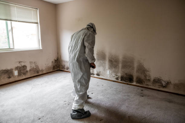 Best Mold Testing and Removal  in Wilson, AR