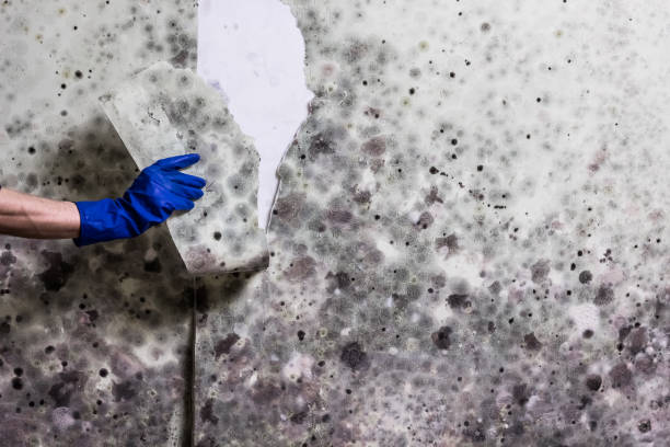Best Office Mold Removal Services  in Wilson, AR