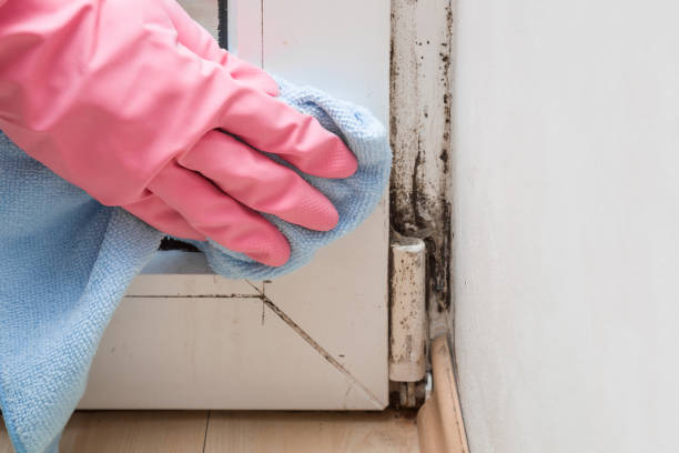 Best Fast Mold Removal  in Wilson, AR